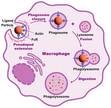 Phagocytosis .